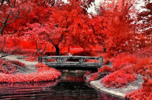 Красный цвет в природе