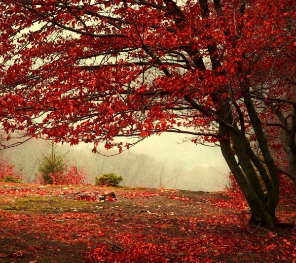 Дерево с красными листьями