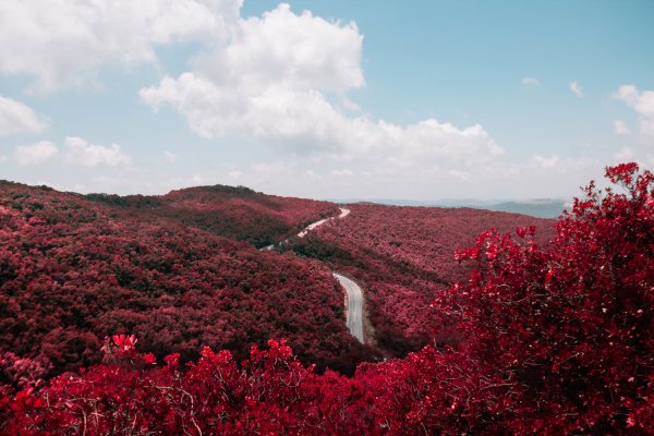 Цветы в горах