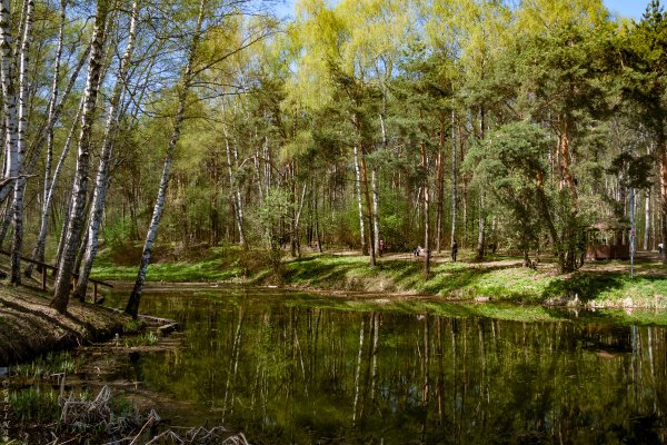 Весенний лес в Москве