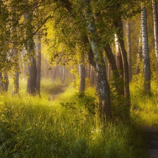 Пастернак Подмосковные Рощи