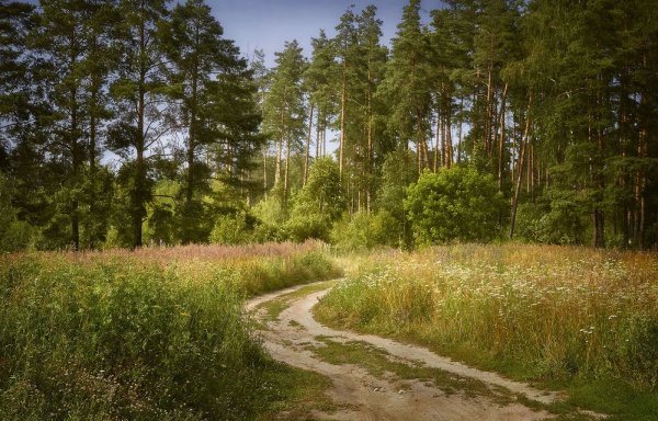 Сосновый лес Московская область