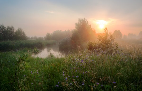 Туман летом