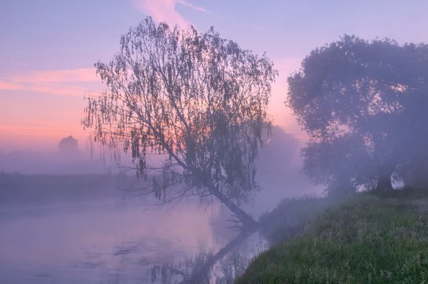 Туманное летнее утро