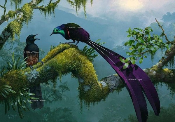 Уильям Купер австралийский художник