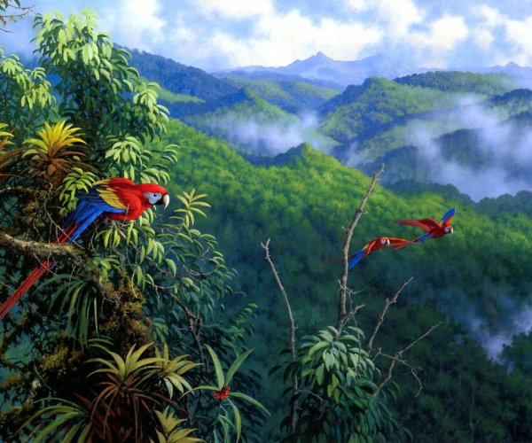 Джунгли Роберт