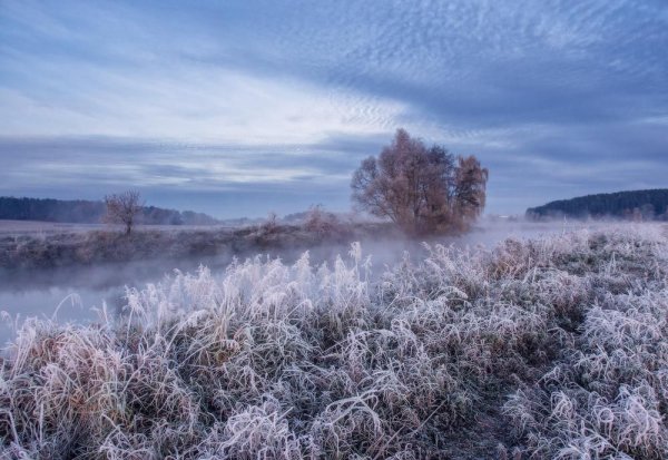 Зимняя береза