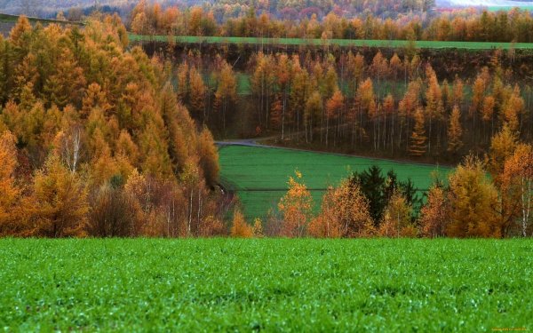 Леса и поля России