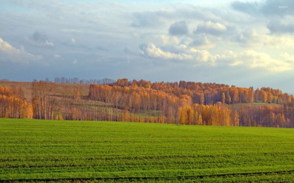 Осенний лес вдали