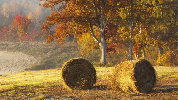 Осенний пейзаж поле