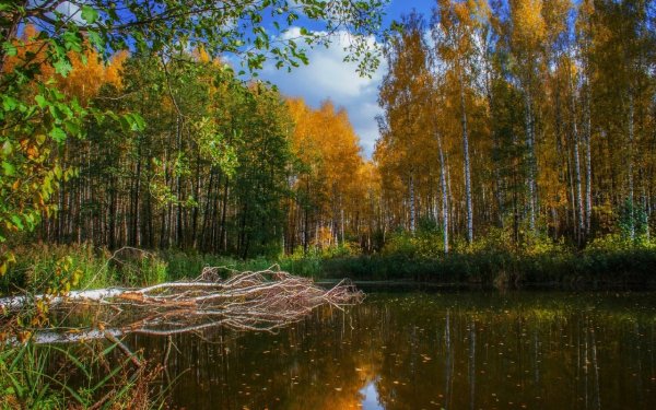 Озеро с мостиком в лесу