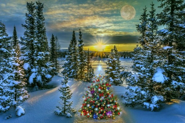 В новогоднем лесу