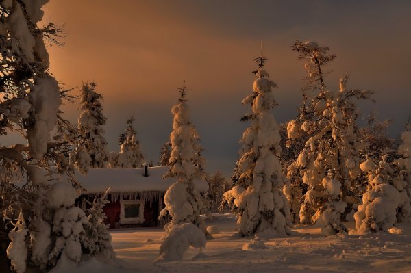 Новогодняя природа