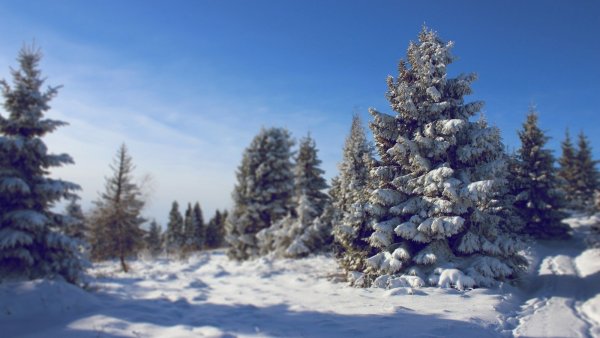 Заснеженная ель