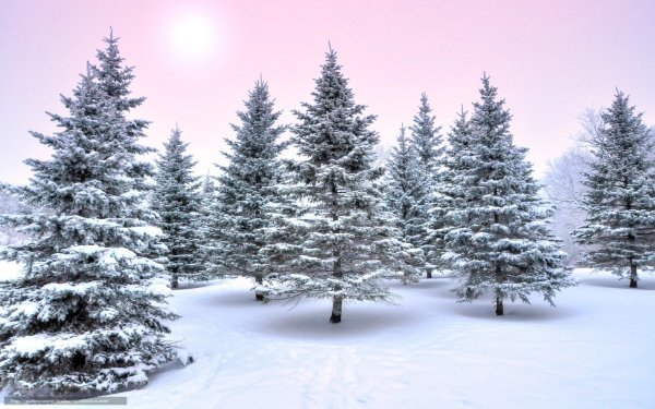 Зимняя елка