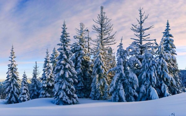 Зимняя елка