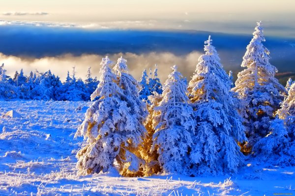 В новогоднем лесу