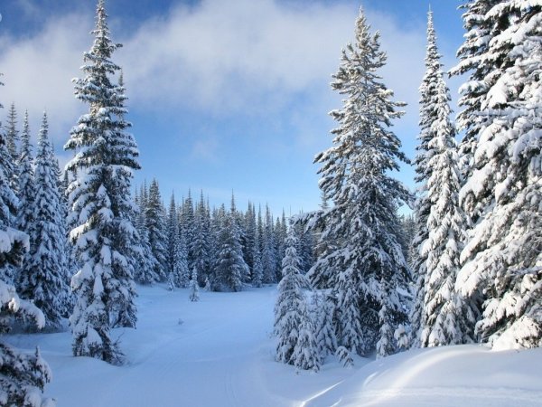 Заснеженный лес