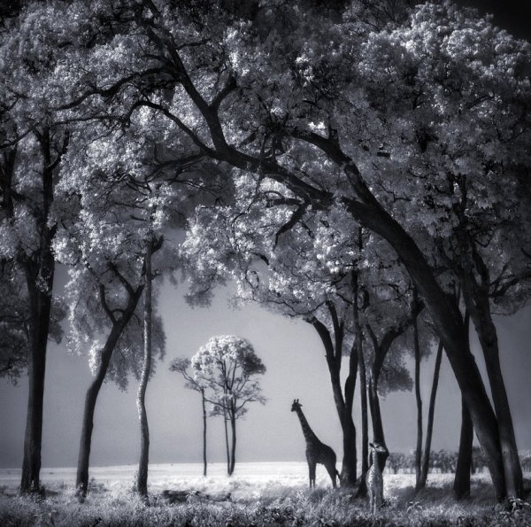 Темный пейзаж