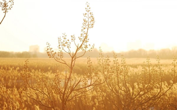 Природа в бежевых тонах