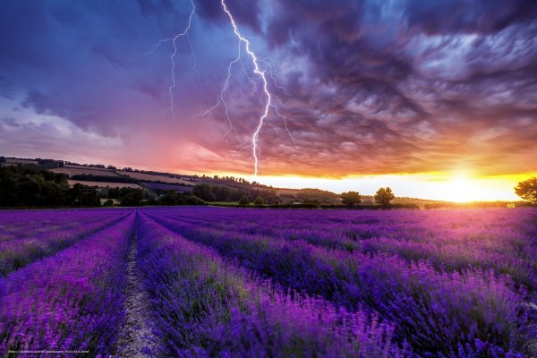 Лавандовое поле на закате