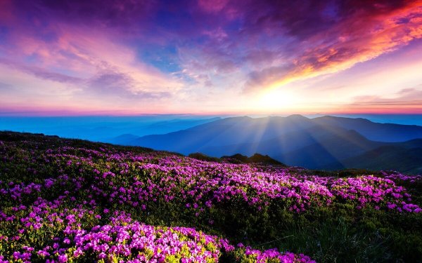 Цветы в горах