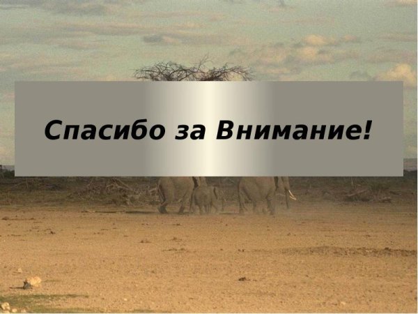 Спасибо за внимание лес