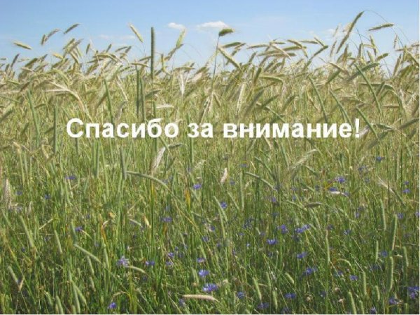 Спасибо за внимание горы