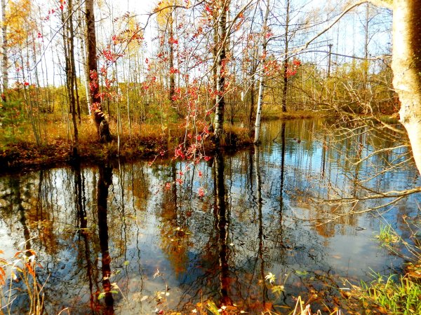 Осень дождь