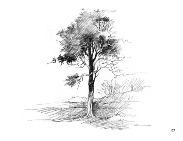 Зарисовки природы