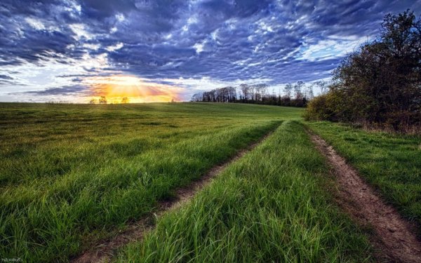 Красивое поле