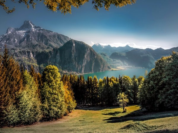 Швейцария Альпы лес