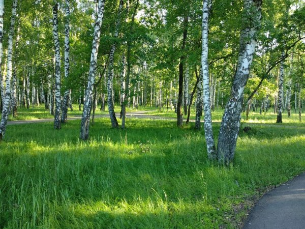 Артем Балакин художник картины
