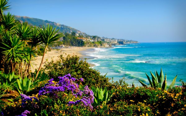 Лос Анджелес растительность