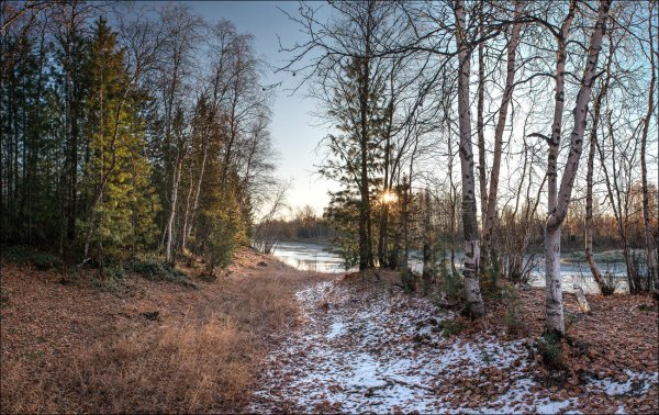 Предзимний лес