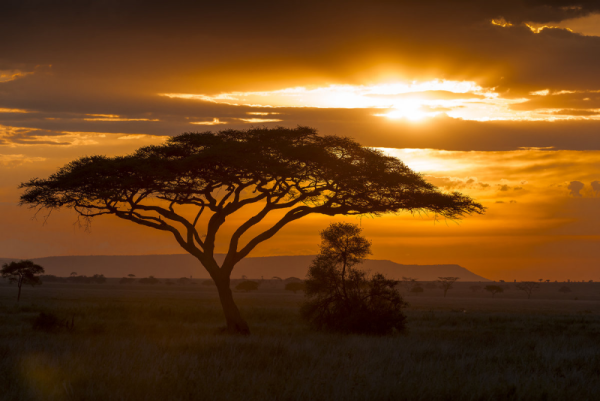 Африканская Саванна