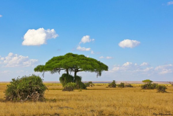 Природа саванны Африки