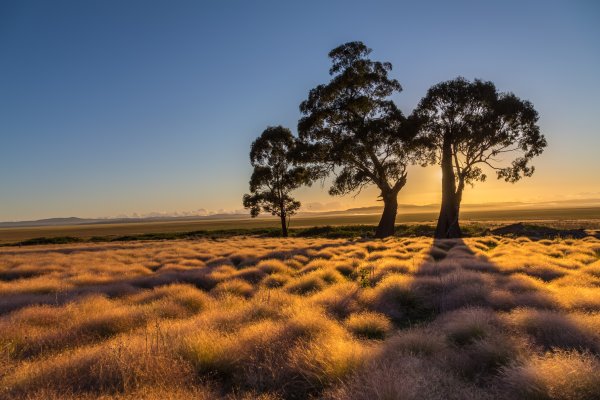 Саванна пустыня