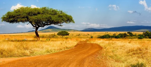 Природа Африки для детей