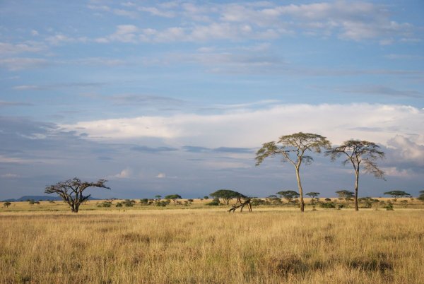 Высокотравные саванны