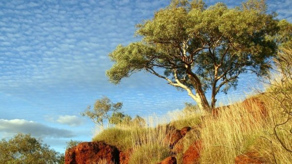 Красивое дерево