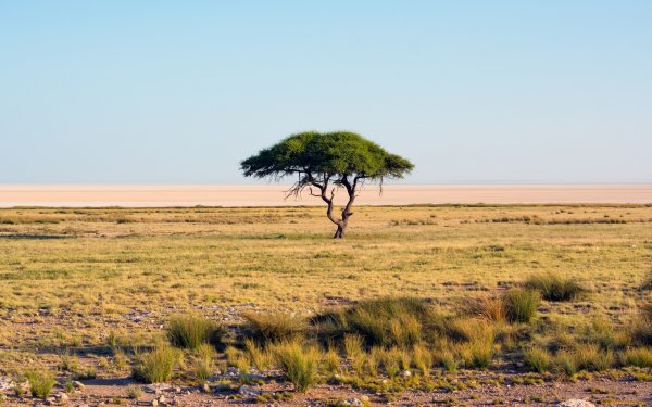 Моюнкумская Саванна