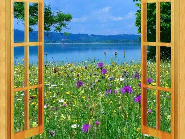 Абат Черкасов лето дача рыжий кот