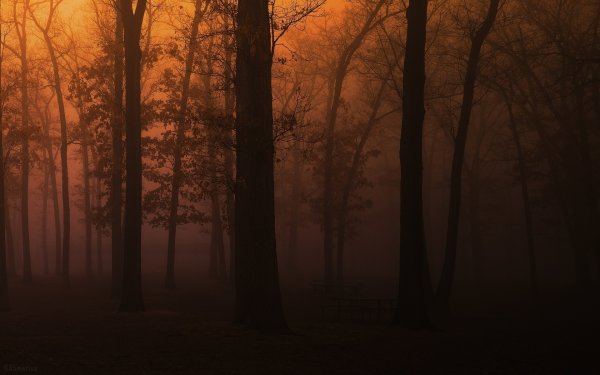 Лес в коричневых тонах