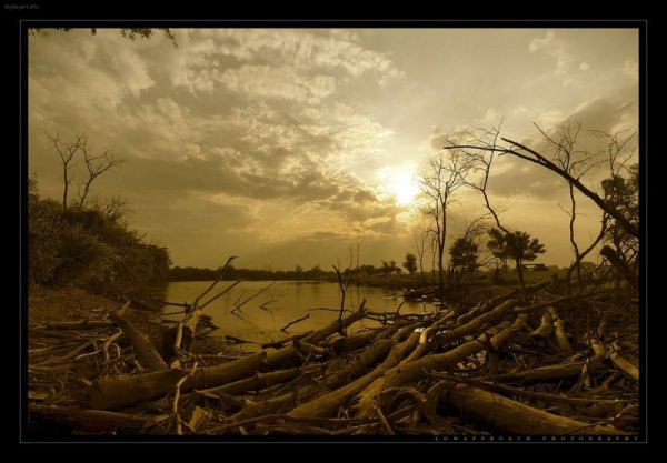 Мертвый лес