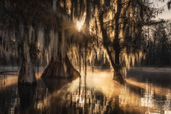 Кипарисовые болота Луизиана