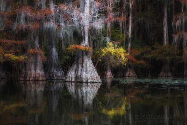 Болота Манчак в Луизиане