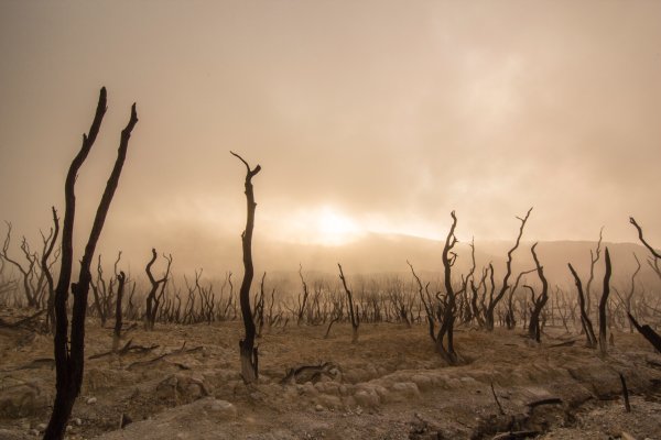 Высохшие деревья