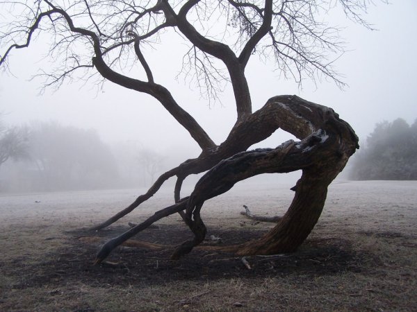 Жуткое дерево