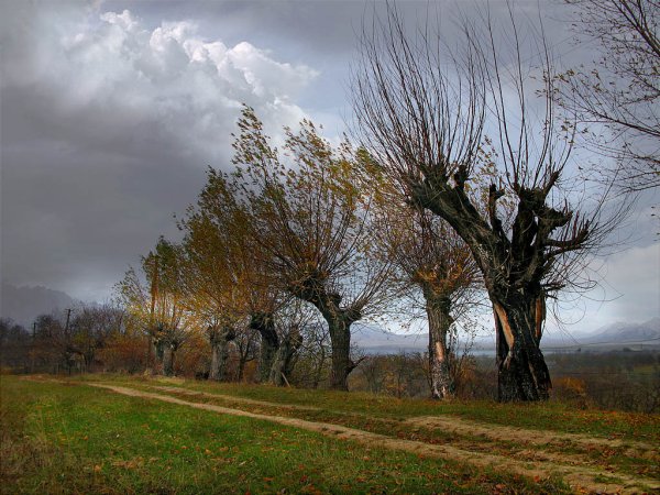 "Старый тальник"